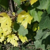 Kako liječiti hlorozni grm vinove loze, tretiranje lišća željeznim sulfatom